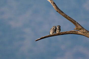 Two spotted owlet share an affectionate moment on a tree branch, symbolizing warmth and companionship in the wild. The background is blurred with forest 