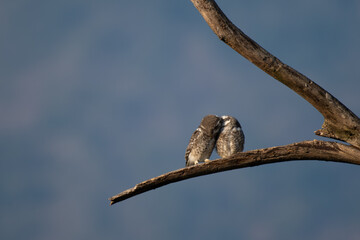 Two spotted owlet share an affectionate moment on a tree branch, symbolizing warmth and companionship in the wild. The background is blurred with forest 