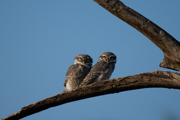 Two spotted owlet perched  a tree branch, symbolizing warmth and companionship in the wild. The background is blurred with blue sky in the forest 