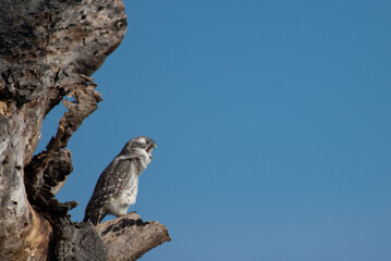 A spotted owlet perched on a tree branch yawns against a vivid blue sky.