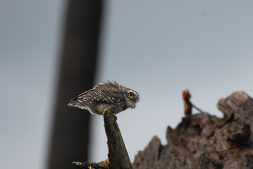 A vibrant spotted owlet  perched on a dry tree branch and the oriental garden lizard  in shadow in background.