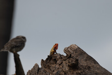 A vibrant spotted owlet  perched on a dry tree branch and the oriental garden lizard  in shadow in background.