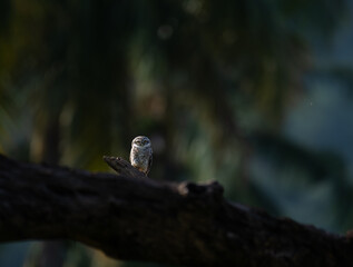 The vibrant Spotted owlet perched on a dry tree branch with a soft, blurred natural background.. The small owl is alert, bright yellow eyes with forest habitat.