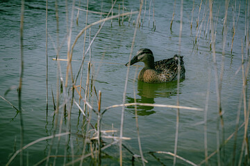 duck on the lake