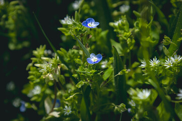 blue flower and green grass