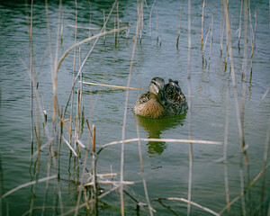 duck in the pond