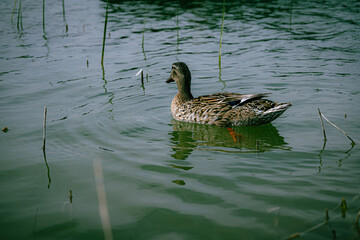 duck on the lake