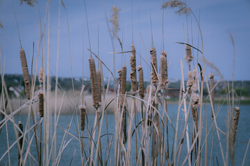 reeds on the bank of lake