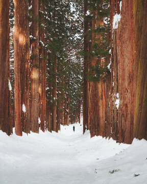 View of snow blankets the path between towering, reddish-brown trees, a solitary figure walks deeper into the forest's embrace, Togakushi Shrine Okusha, Nagano, Japan.