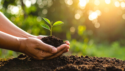 Close-up of hands holding soil with a seedling at golden hour, ideal for campaigns about reforestation, Earth Day, or climate action
