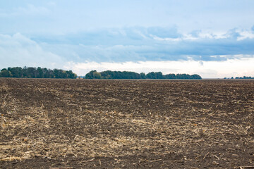 Harvested sunflower field under moody sky, with dry stalks scattered across dark soil and distant...