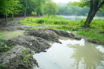 Dirty ground road in the forest.
