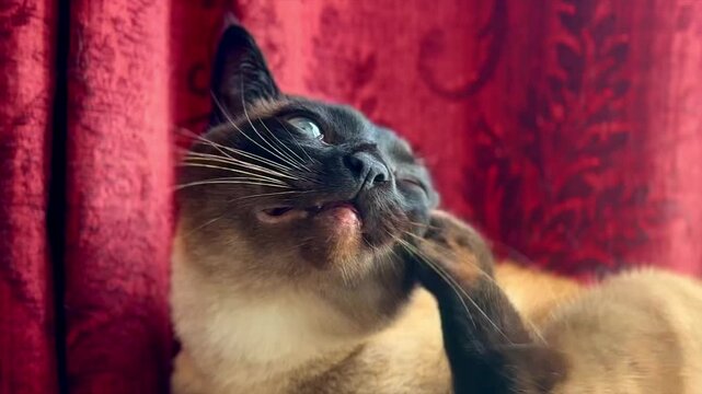 Siamese Cat Cute Scratching Itch Ear Head Macro Close Up Face Red Background