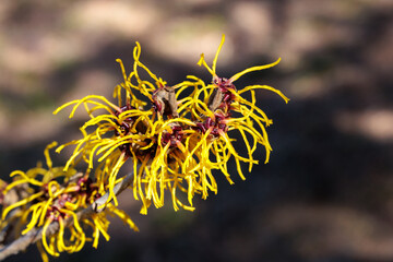 Close-up of a yellow flower of Witch Hazel, Baumstead Gold, blooming in early spring.