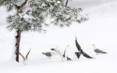 Birds living in the city in winter are playing with snow under a pine tree