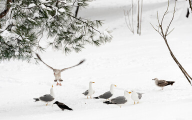 The birds that live in the city in winter, crows and seagulls, are together on the snow under a...