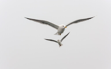 Seagulls are flying freely in the sky with their wings open