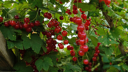 Clusters of ripe red currants hang on a bush. Healthy food concept. Growing plants and berries in the garden. The berries of red currant as a nutrition with vitamins for vegan.