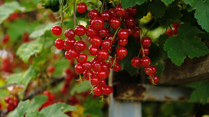 Clusters of ripe red currants hang on a bush. Healthy food concept. Growing plants and berries in the garden. The berries of red currant as a nutrition with vitamins for vegan.