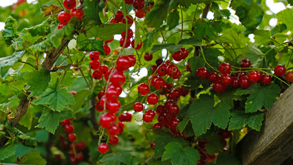 Clusters of ripe red currants hang on a bush. Healthy food concept. Growing plants and berries in the garden. The berries of red currant as a nutrition with vitamins for vegan.