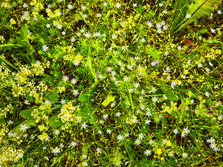 Wildflowers bloom abundantly in a lush meadow during springtime in the countryside
