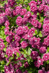 Obraz premium Blooming Purpurea Plena Elegans Clematis Flowers with Green Foliage.