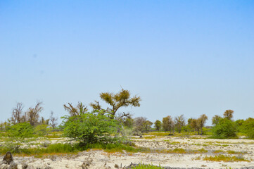 trees dry land nature summer season acacia trees blue sky