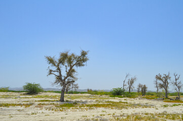 Turbat city Baluchistan landscape of acacia xanthophloea trees outdoor forest nature 
