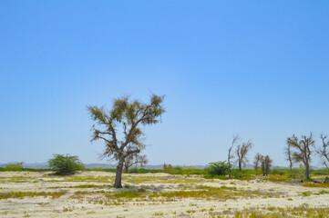 wild forest tree vachellia nilotica landscape