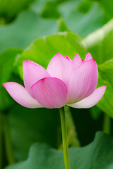 鮮やかなピンク色の蓮の花