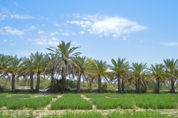 Dates fruits agriculture farm in Balochistan city Turbat landscape view plant garden outdoors, alfalfa grass field flora purple flower