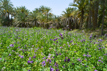 Agriculture farm of alfalfa purple flower nature outdoor garden