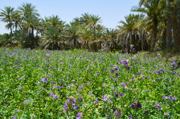 close up of alfalfa purple flowers in the field