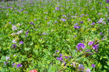 close up of purple alfalfa plant flowers in a field