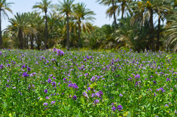close of purple alfalfa plant flowers in the garden