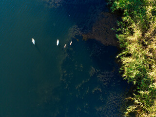 Aerial photo of a flock of swans swimming together.