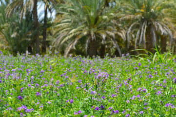 alfalfa plant field in a farm nature dates tree background