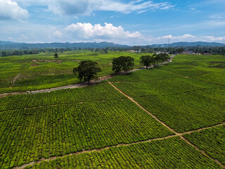Aerial view of lush green tea plantation with scenic rural path