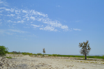lonely tree vachellia nilotica nature summer season landscape bushes and plant
