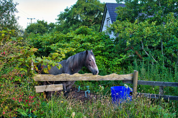 Fototapete bei efototapeten.de bestellen   