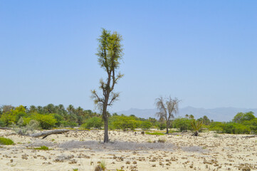 mountain acacia xanthophloea tree in forest countryside, summer dryland outdoor Balochistan city landscape view nature