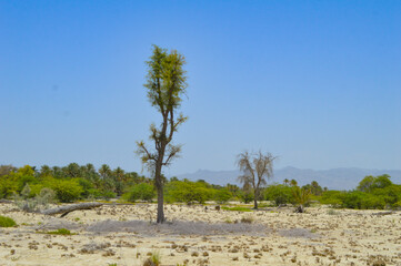 mountain lonely tree in forest countryside, summer dryland outdoor Balochistan city landscape view