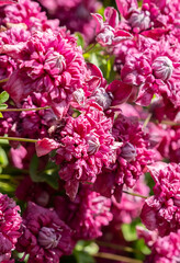 Obraz premium Close up of vibrant pink clematis flowers blooming in a sunny garden.