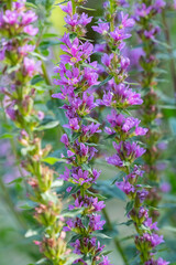 Close up of purple loosestrife flower spikes at sunny summer day.