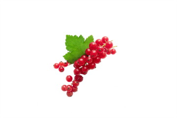 Red currant berry isolated on white background. Top view. Flat lay pattern