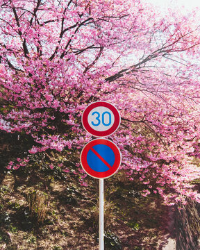 View of a speed limit sign in front of a vibrant cherry blossom tree with pink petals, creating a beautiful contrast against the blue sky, Nishiizu, Shizuoka, Japan.