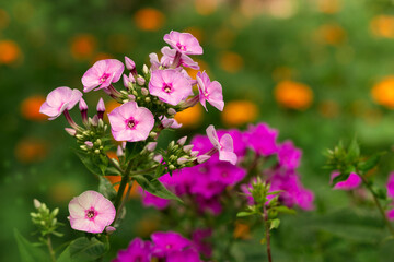 Purple phlox flowers against a green flowerbed. Phlox bloom in summer. Garden flowers close-up.