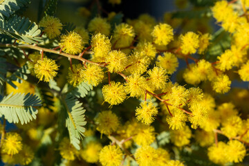 Close-up of yellow mimosa flowers that signal the arrival of spring.