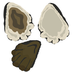 oyster shell, open French oyster vector.