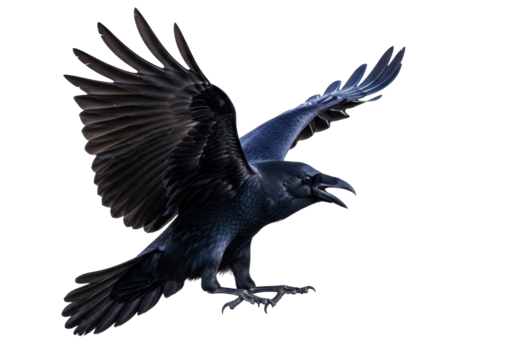 A majestic common raven in powerful dynamic flight, wings fully spread and talons extended, captured mid-air against a transparent seamless studio background with no shadows, ultra-realistic,